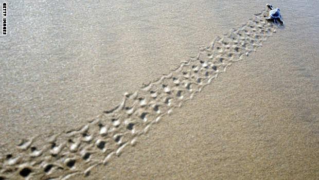 منظمة بيئية: تزايد النشاط البشري وراء انقراض نصف الحيوانات البرية