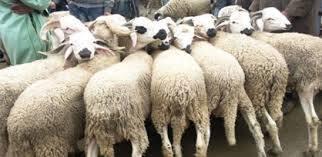 لسوء الأحوال الاقتصادية.. عيد الأضحى بدون لحمة