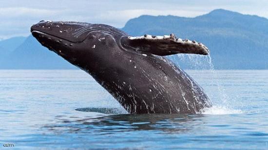 ظهر للمرة الثانية على شواطئ البحر الأحمر.. 4 معلومات عن الحوت الأحدب