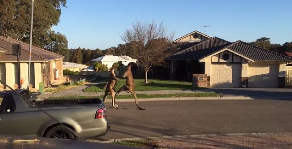 فيديو | كنغران يلعبان مصارعة حرة بشوارع أستراليا