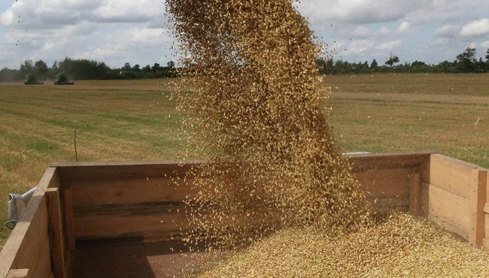 احتياطي”القمح” الإستراتيجي يكفي لمارس المقبل