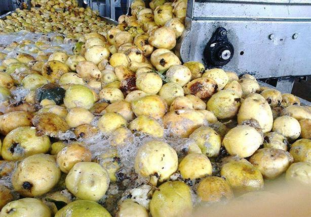 ضبط 23 طن جوافة مليئة بالديدان معدة للعصر في مصنع بالإسماعيلية