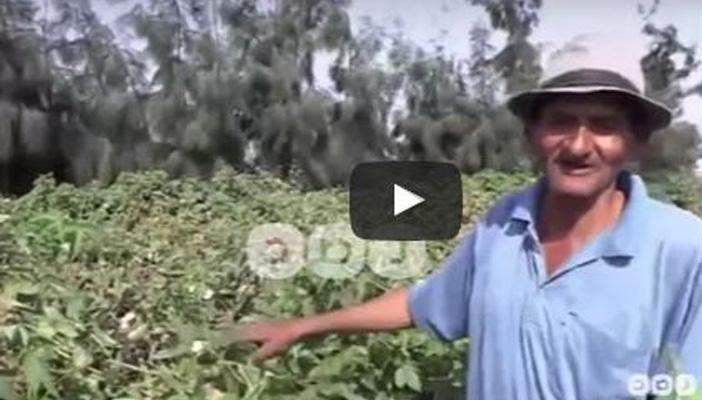 بالفيديو.. مزارعون لـ”رصد”: “الكيماوي غالي ومش لاقيين نأكل عيالنا”