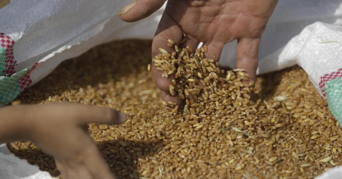 القبض على متهم بقضية فساد القمح بتهمة الاستيلاء على 13 مليون جنيه