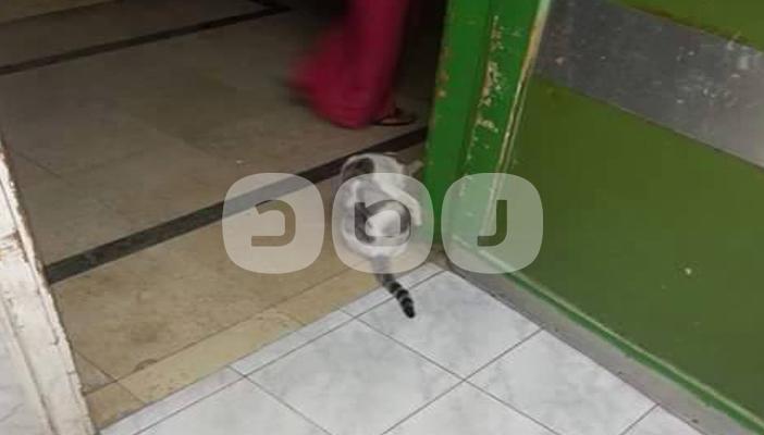 الإهمال في مستشفيات الإسماعيلية.. الأهالي: وجدنا القطط وغاب الأطباء