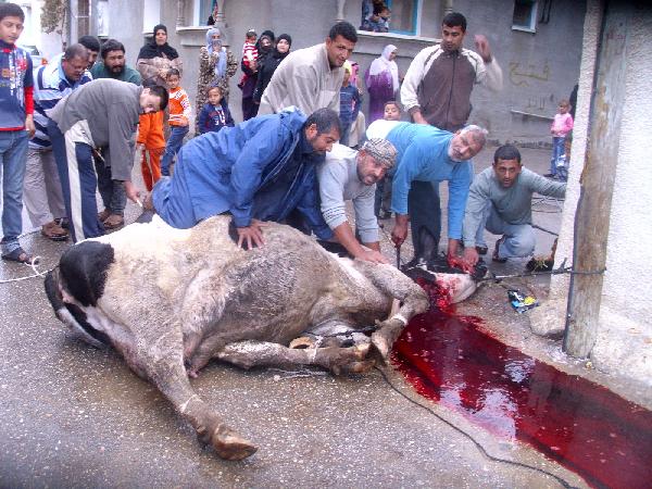 ثالث أيام عيد الأضحى الدقهلية بلا محتفلين