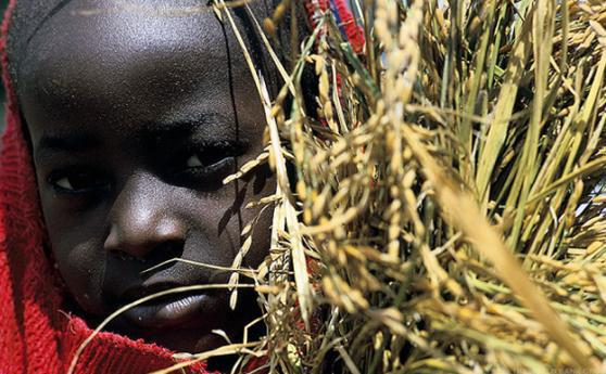 بلدان بأفريقيا تحصل علي 231 مليون دولار من بنك التنمية