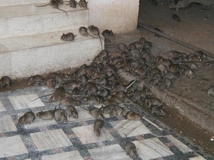 نائب لـ “وزير الصحة”: الفران بتاكل الجثث فى ثلاجات مستشفيات سوهاج