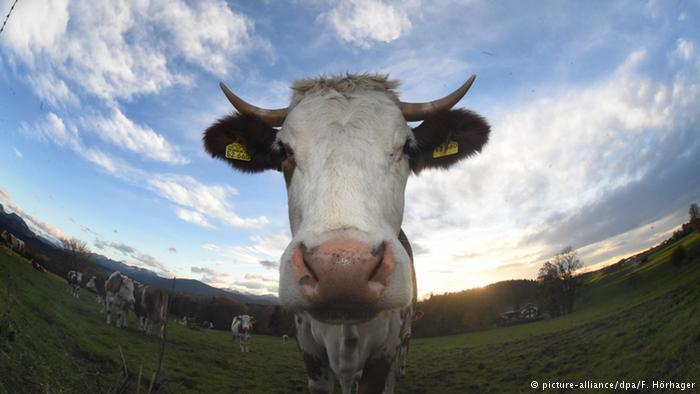 القضاء الألماني يحاكم البقرة “فيرونا”.. تعرَّف على السبب