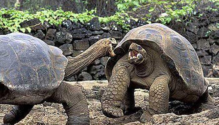 اكتشاف نوع جديد من السلاحف العملاقة بالإكوادور