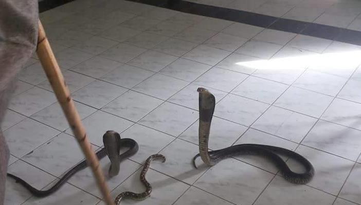 “الثعابين” تغزو الوحدة الصحية لقرية المسين بالبحيرة