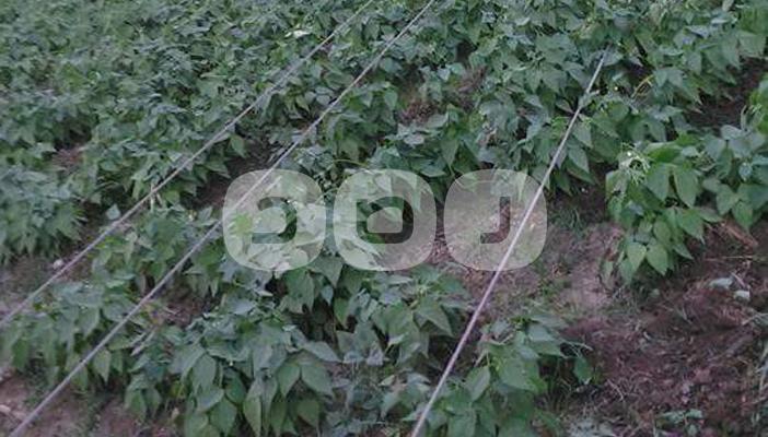 بالصور.. سقوط أسلاك الكهرباء وسط الزراعات بالمنوفية