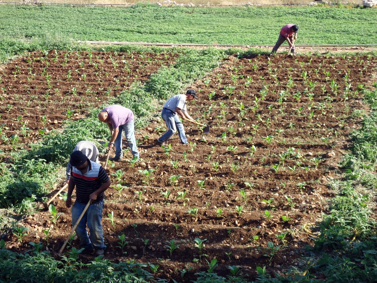 القوات المسلحة تشرف على زراعة التبغ..وعالم أزهري لـ”رصد”: لايجوز شرعًا
