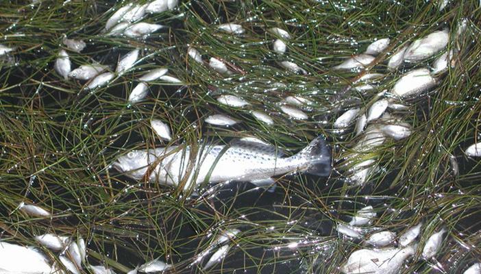 نفوق جماعي لأسماك بحيرة قارون.. والصيادون يطالبون بالتدخل السريع