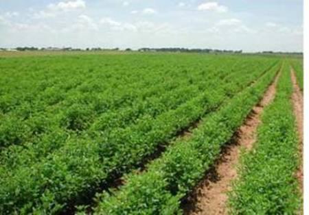 خبير زراعي: لا بد من اهتمام المزراعين بالتسويق قبل التعاقد