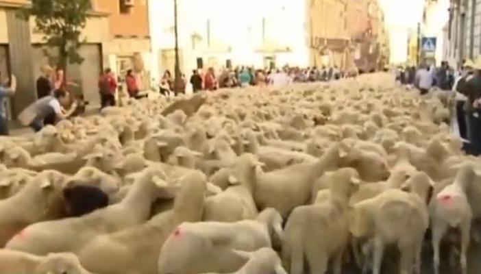 بالفيديو.. الخراف تغزو شوارع مدريد