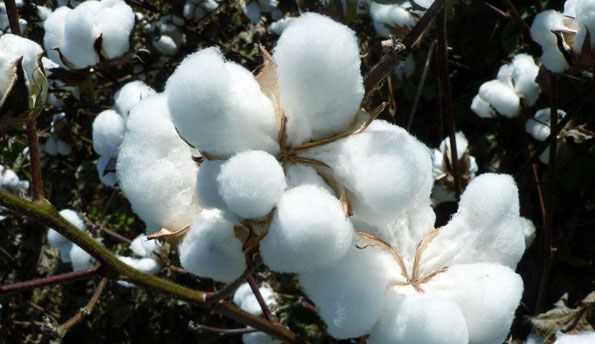 فلاحو كفر الشيخ: حرق القطن هو الحل