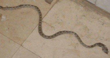 للمرة الثانية.. العثور على ثعبان بمستشفى بولاق في القاهرة