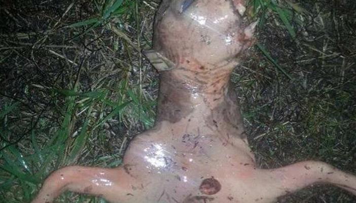 بالصور.. العثور على كائن فضائي في كاليفورنيا والبنتاجون ينفي