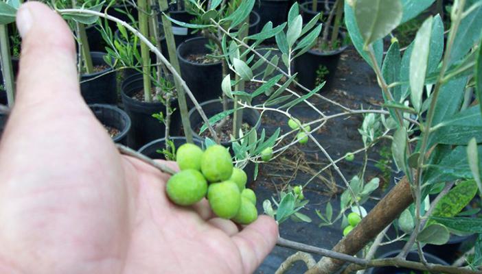 مراحل زراعة شجر الزيتون