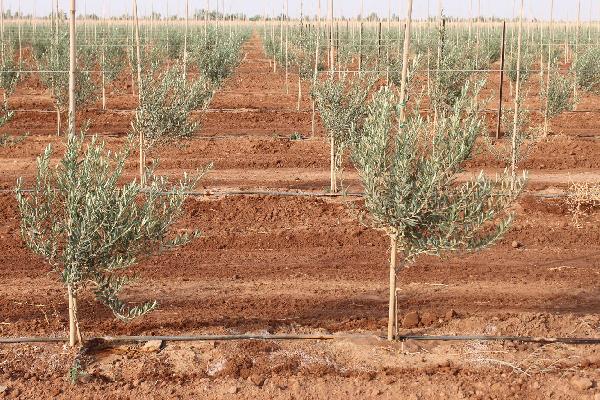 لأول مرة منذ 17 عامًا.. ضياع ثلثي محصول الزيتون