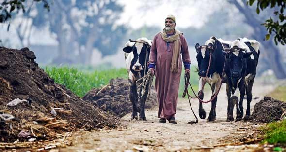 نقيب الفلاحين: القوى السياسية تتاجر بمطالبنا