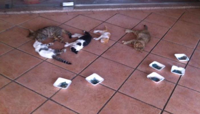 بالصور.. اتهام الأهلي بقتل قطط النادي وعلام : تم تخديرهم للإمساك بهم