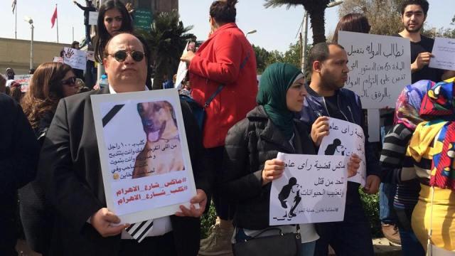 كلاب الكبار في مصر.. حرية العض ورغد العيش