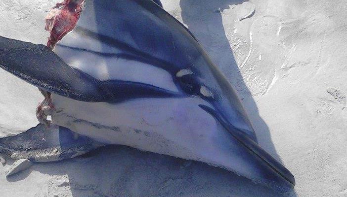 بالصور.. العثور على رأس دولفين مقطوع بالإسكندرية