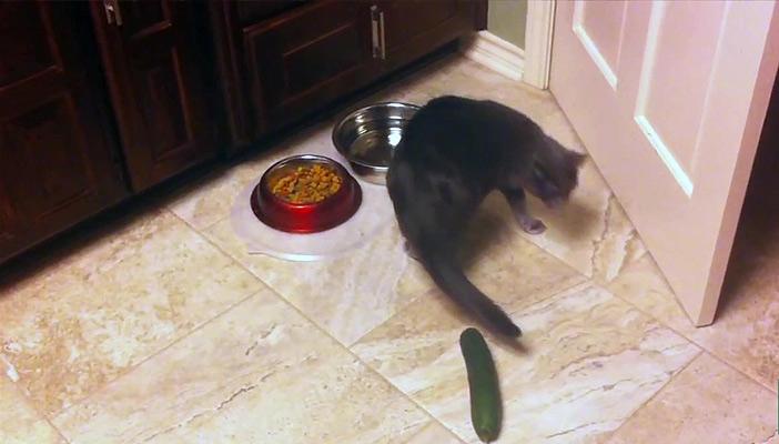 بالفيديو.. لماذا تخاف القطط من الخيار ولا تخاف من الثعابين؟