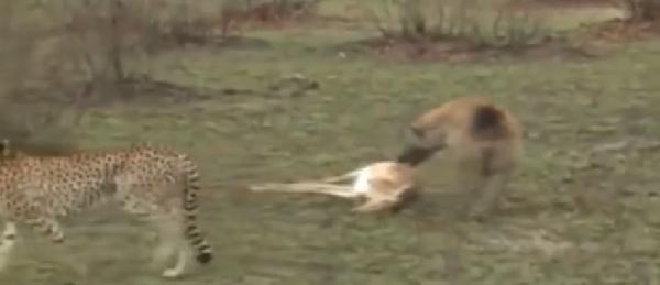 فيديو| غزال يتظاهر بالموت ليهرب من ضبع وفهد