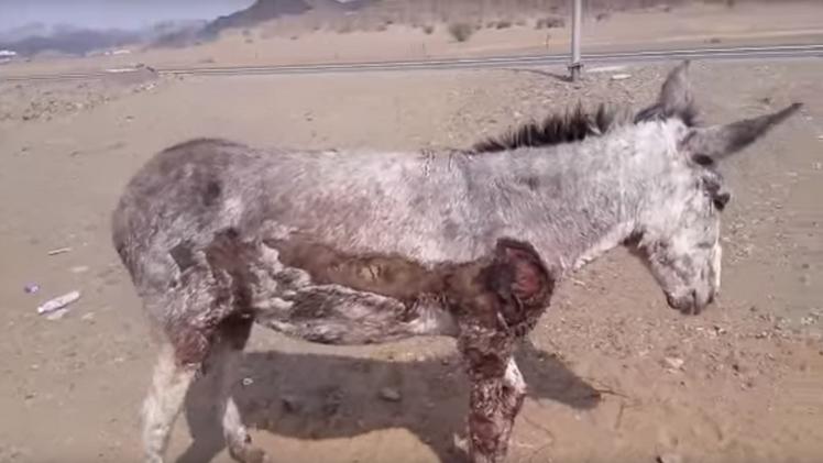 القبض على مواطن سعودي “سحل” حمار جاره