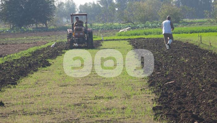 بالصور.. حالة من الغضب بين فلاحي الشرقية بسبب فساد تقاوي القمح