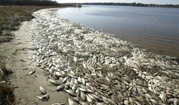 الإسكندرية.. نفوق جماعي للأسماك بسبب تصريف مياه الصرف في البحر