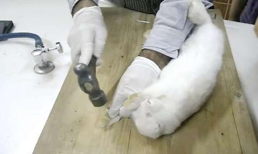 إحالة مدرس أحياء بالقاهرة إلى النيابة لتعذيبه أرنبًا داخل فصل دراسي