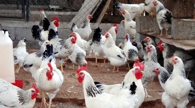 نائب: متورطون بـ”فساد القمح” وراء رفع الجمارك عن الدواجن