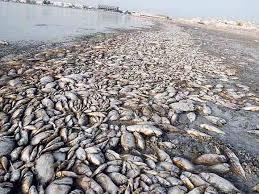 نفوق أطنان من أسماك السيلفر في إيتاي البارود وشبراخيت