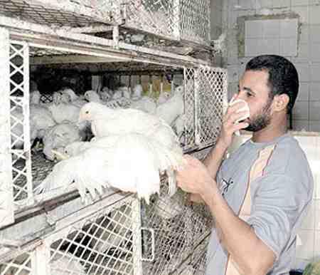 الصحة تعلن الطوارئ بعد وفاة 7 وإصابة 14 بأنفلونزا الطيور