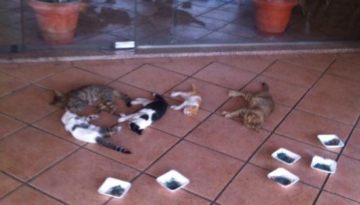 “الطب البيطري”: قطط النادي الأهلي “ماتت مسمومة”