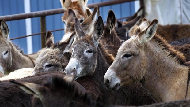 تصدير 10آلاف حمار مصري.. “تويتر”: سعر الحواوشي هيغلى