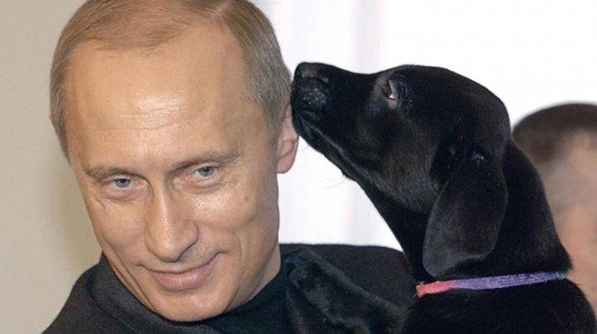 لكسب ود الدب.. اليابان تُهدي عريسًا لكلبة بوتين وروسيا ترفض