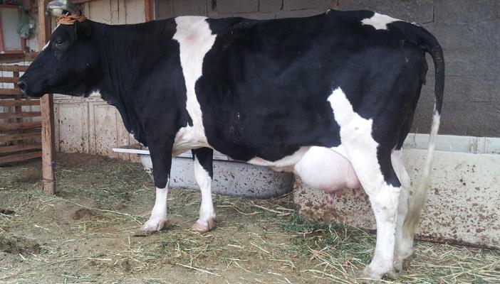 أهالي قرية كفر سعد بالبحيرة يزعمون ظهور بقرة تشفي من الأمراض الكبدية