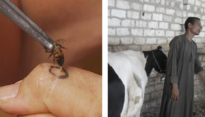 حيوانات لجأ لها المصريون للتداوي.. “البقرة فيها دواء شافي”