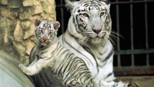 أول جراحة من نوعها لنمر أبيض نادر في اليابان