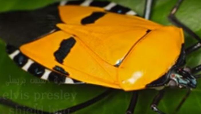 بالفيديو.. أغرب 10 حشرات في العالم