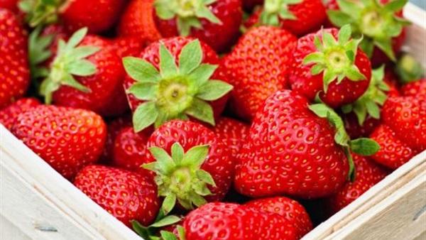 تراجع صادارت الفراولة المصرية بسبب أميركا