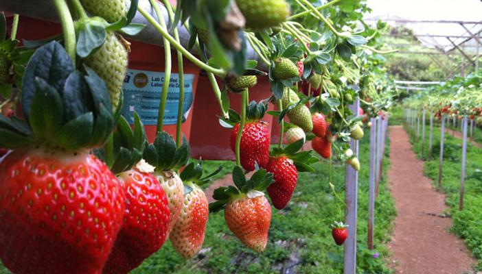 نجاح أول تجربة لزراعة “الفراولة المعلقة” في غزة