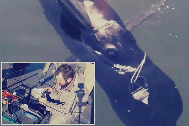 “القرش الصامت” سلاح تجسس جديد للبحرية الأمريكية