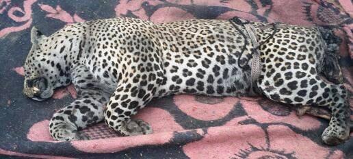 هروب نمرين في حلايب وشلاتين..والجيش يرفض استغاثة الأهالي