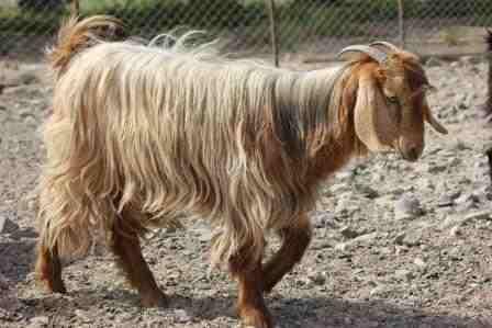 طاعون الماعز .. كارثة جديدة تظهر في “الغربية”